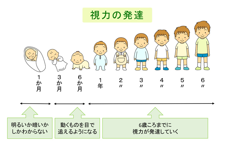 視力の発達